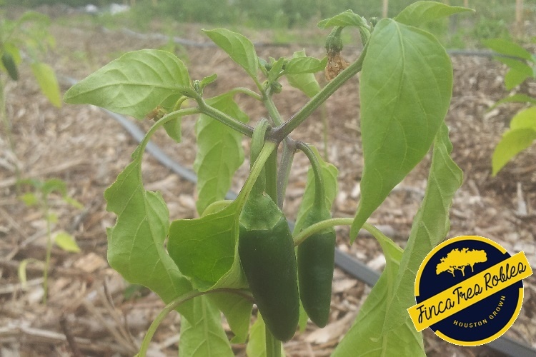 Basic Gardening Growing Sweet and Spicy Peppers TXRX Labs